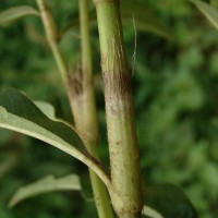 Persicaria barbata (L.) H.Hara